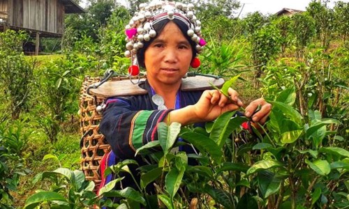 The Agro-Biodiversity Initiative, Laos